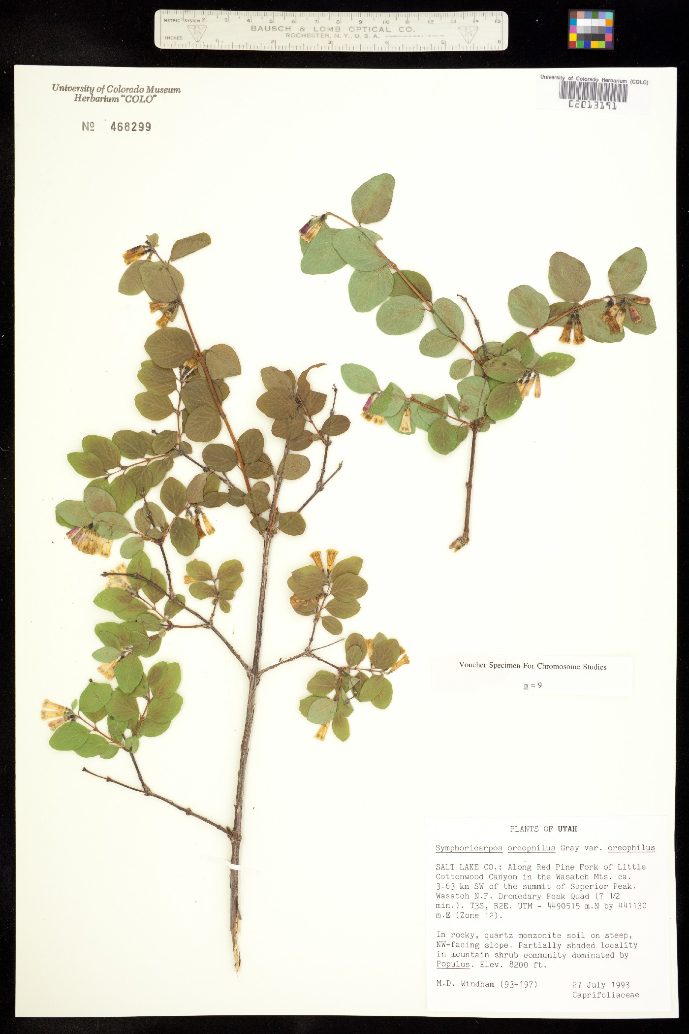 Symphoricarpos oreophilus image