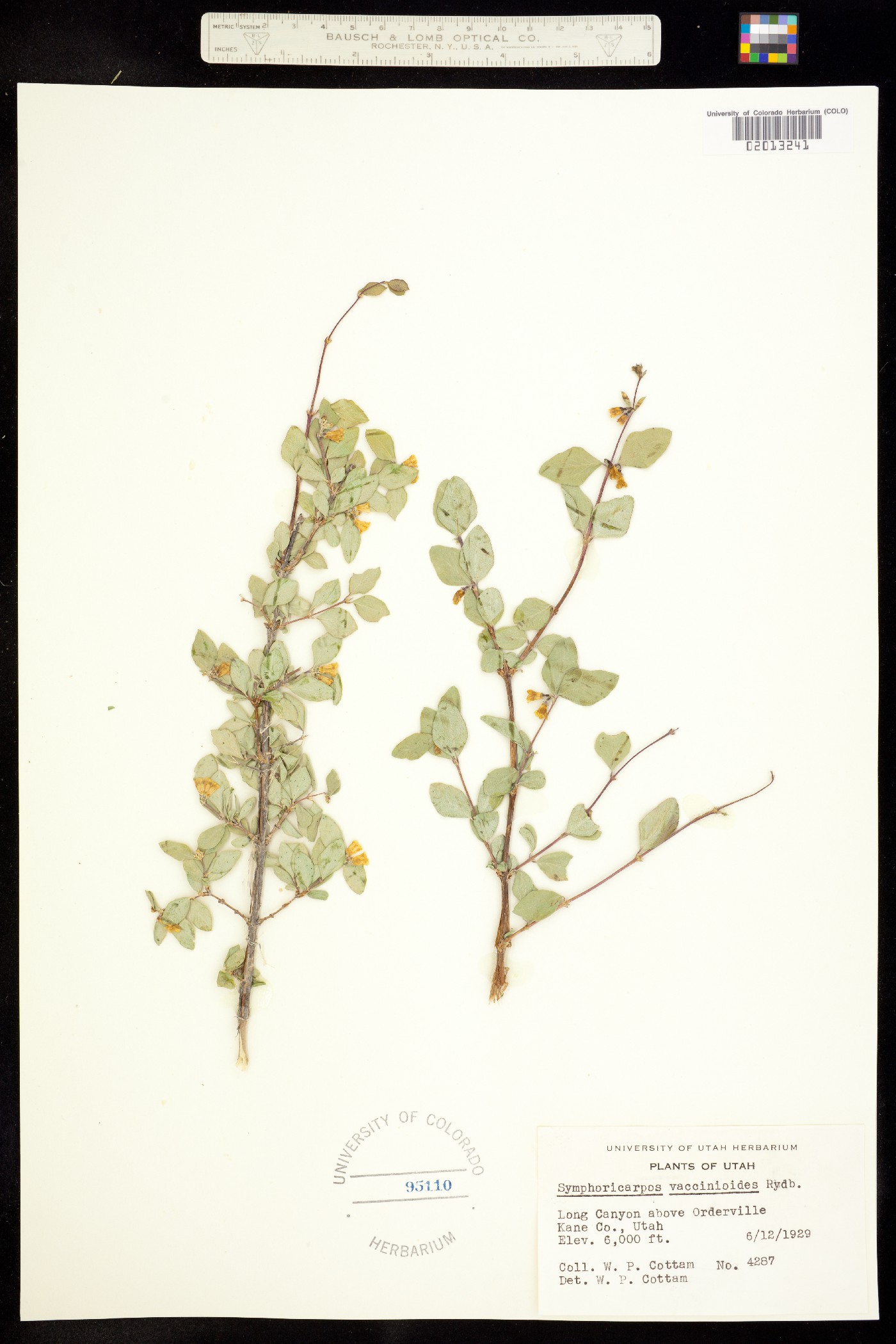 Symphoricarpos oreophilus image