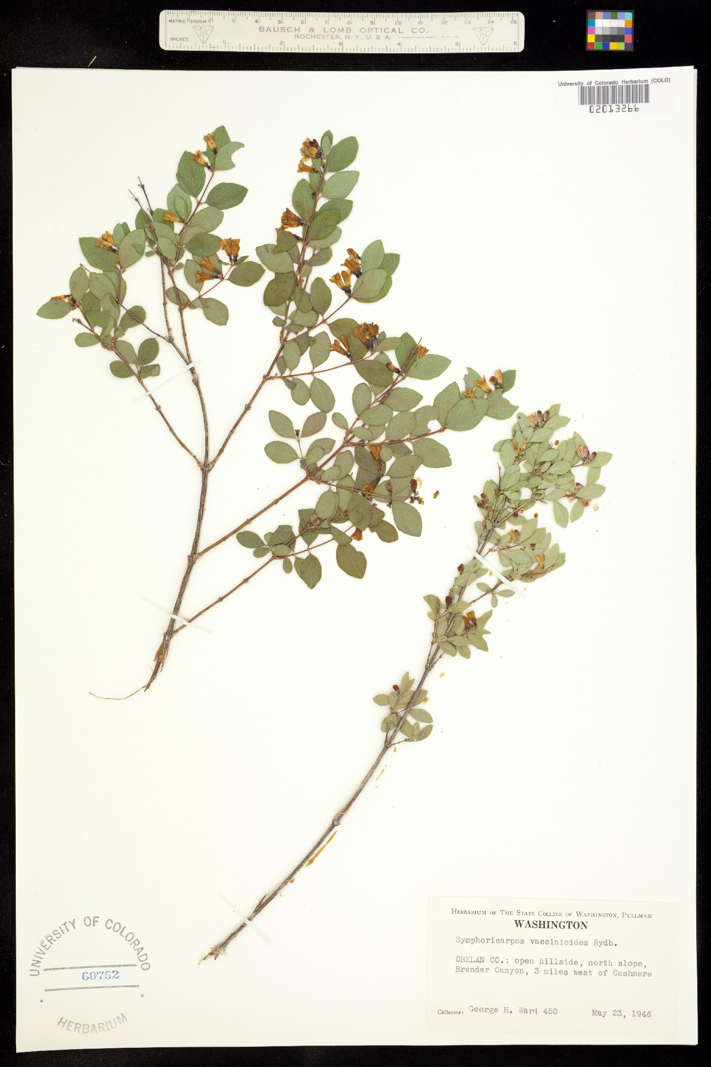 Symphoricarpos oreophilus image