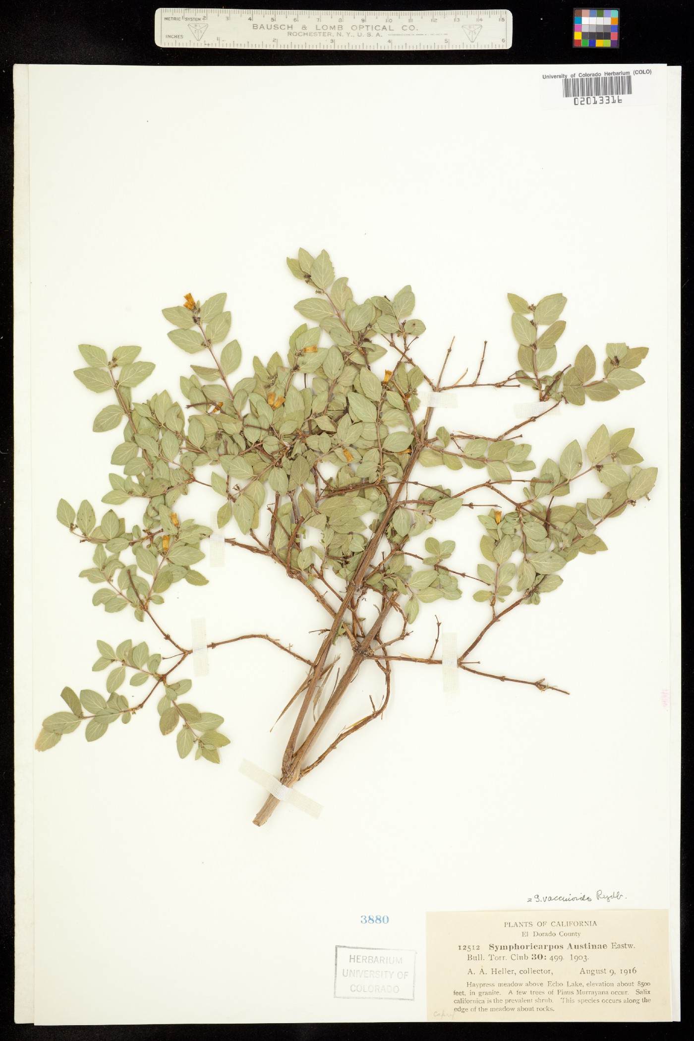 Symphoricarpos oreophilus image