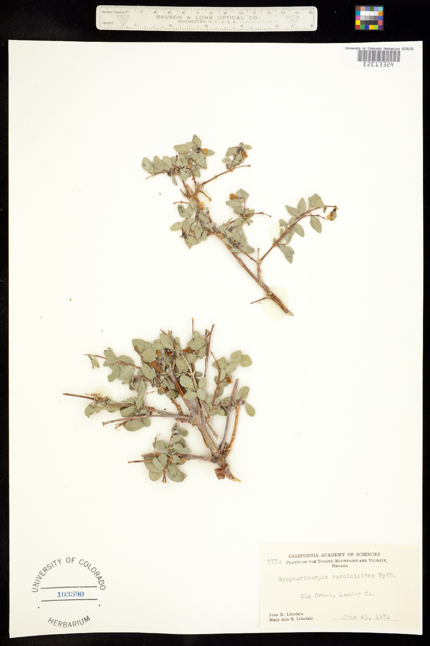 Symphoricarpos oreophilus image