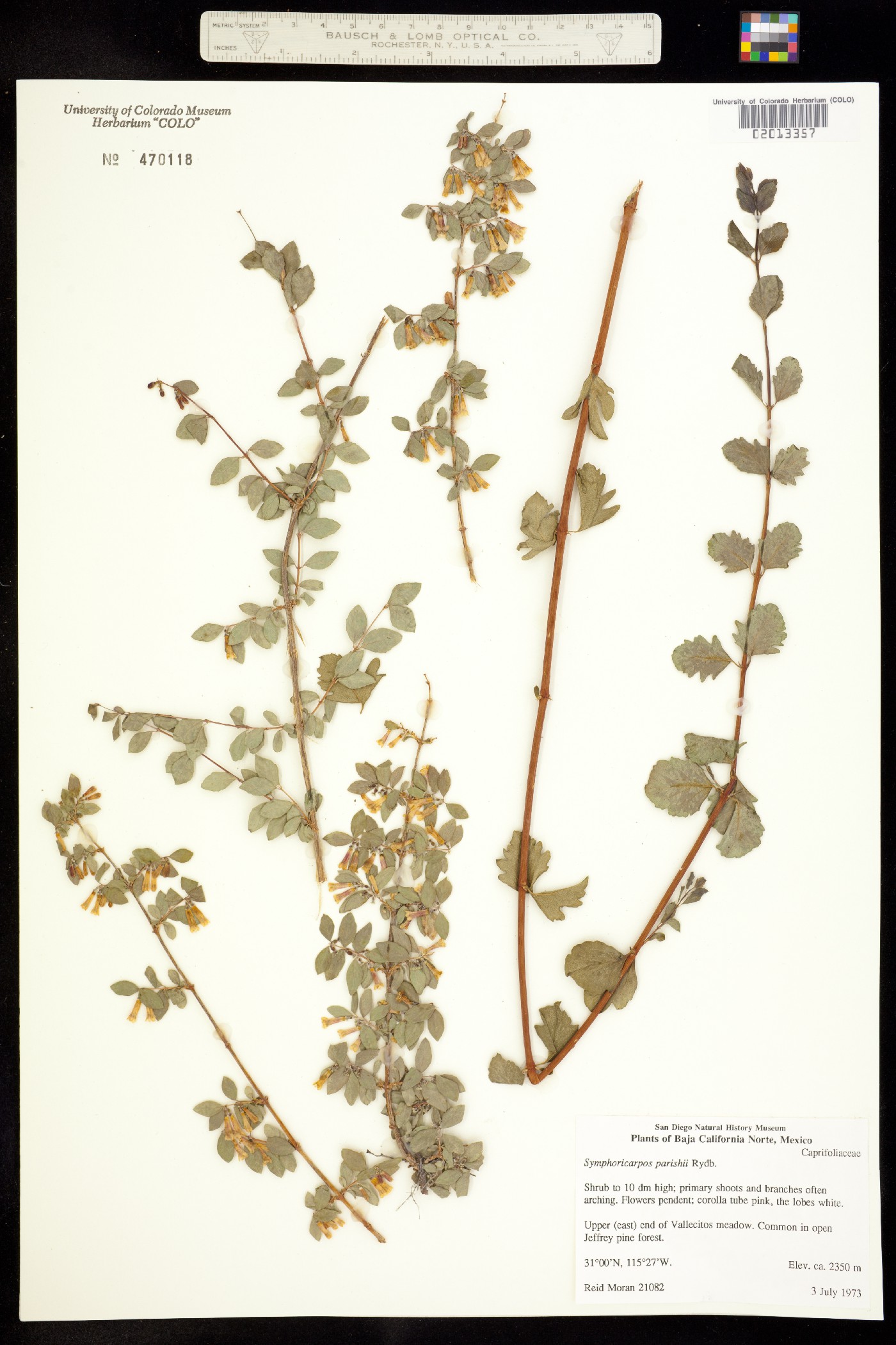 Symphoricarpos rotundifolius var. parishii image