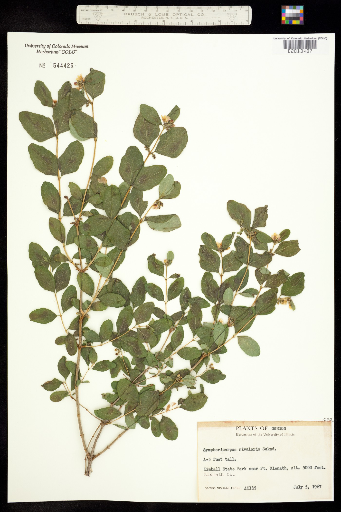 Symphoricarpos albus image