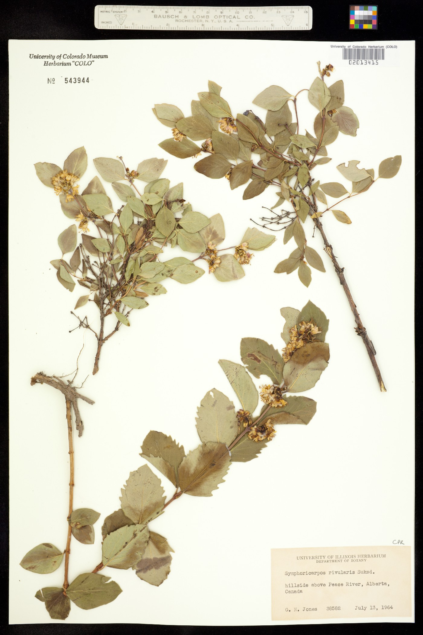 Symphoricarpos albus image