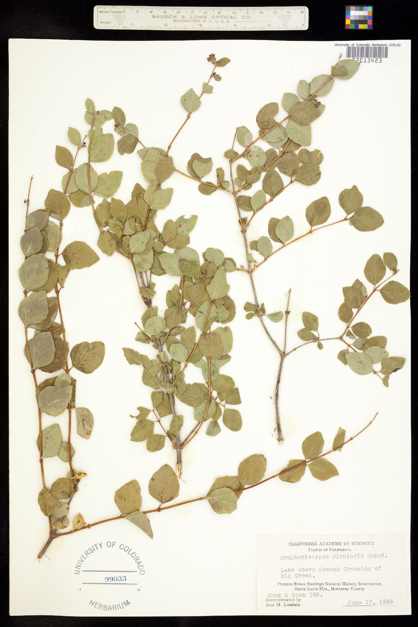 Symphoricarpos albus var. laevigatus image