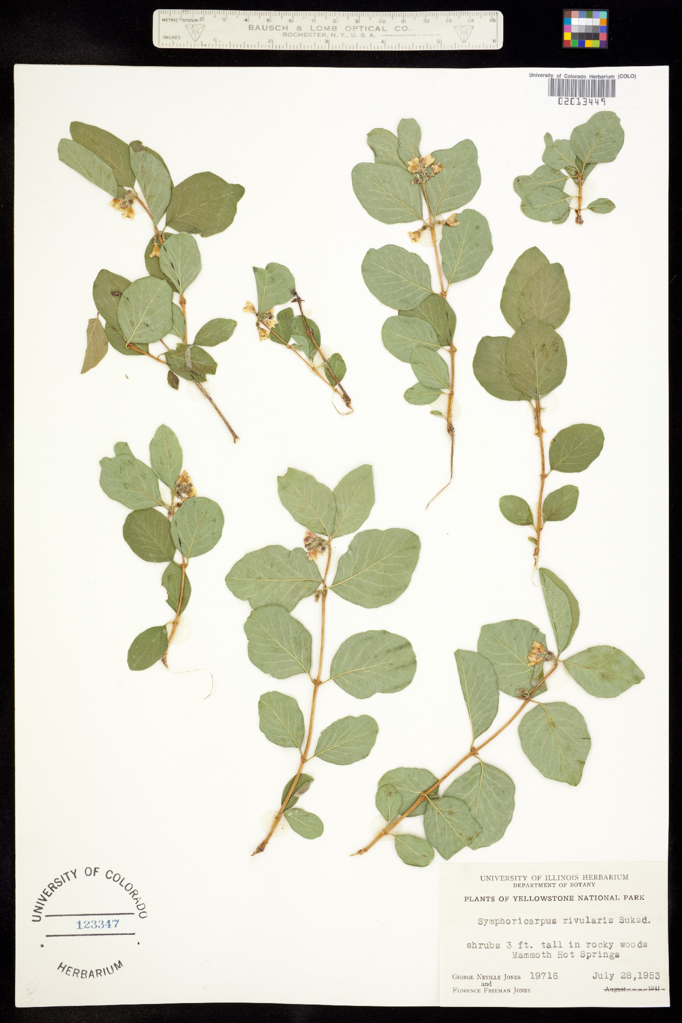 Symphoricarpos albus var. laevigatus image