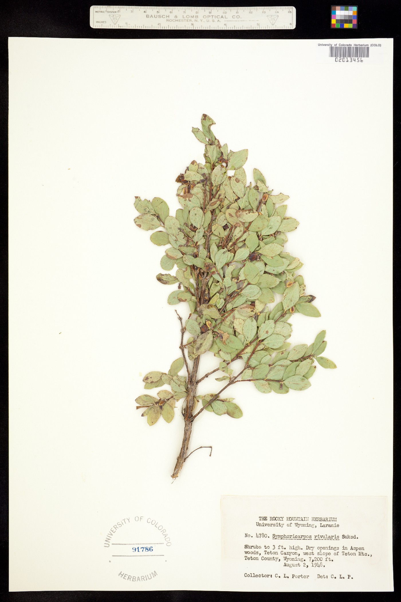 Symphoricarpos albus var. laevigatus image