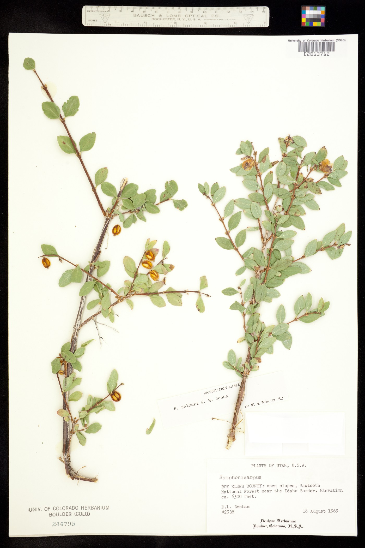 Symphoricarpos rotundifolius image
