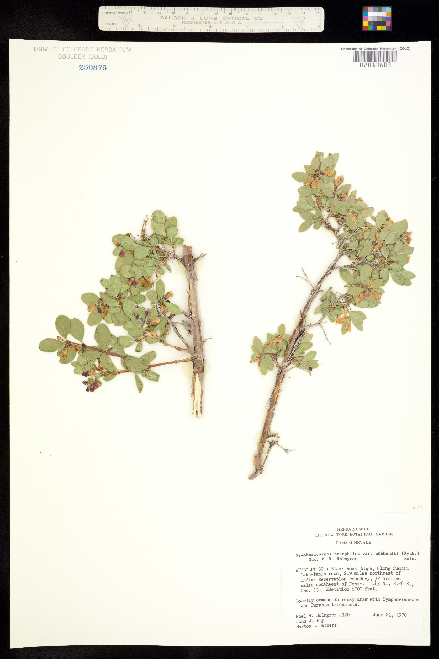 Symphoricarpos rotundifolius image