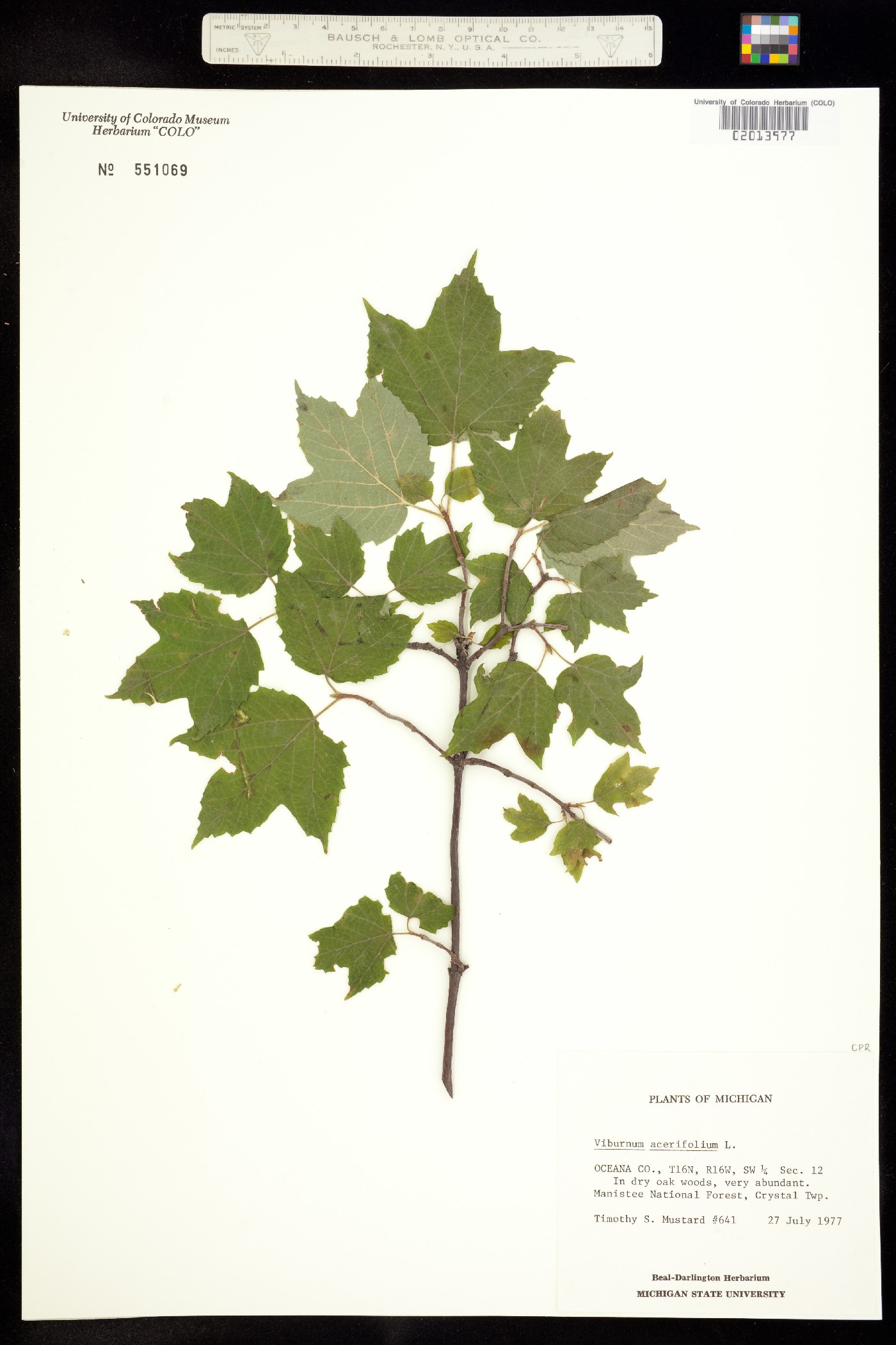 Viburnum acerifolium image