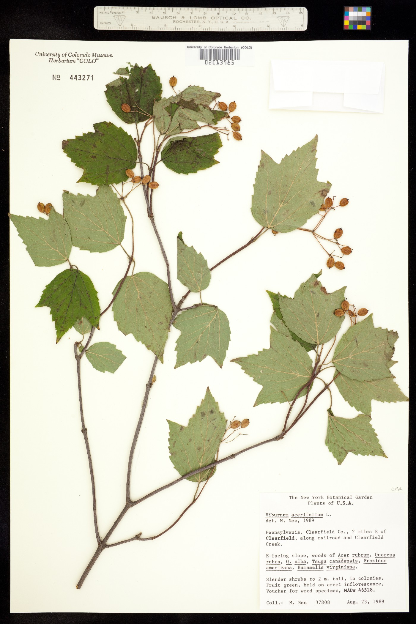 Viburnum acerifolium image