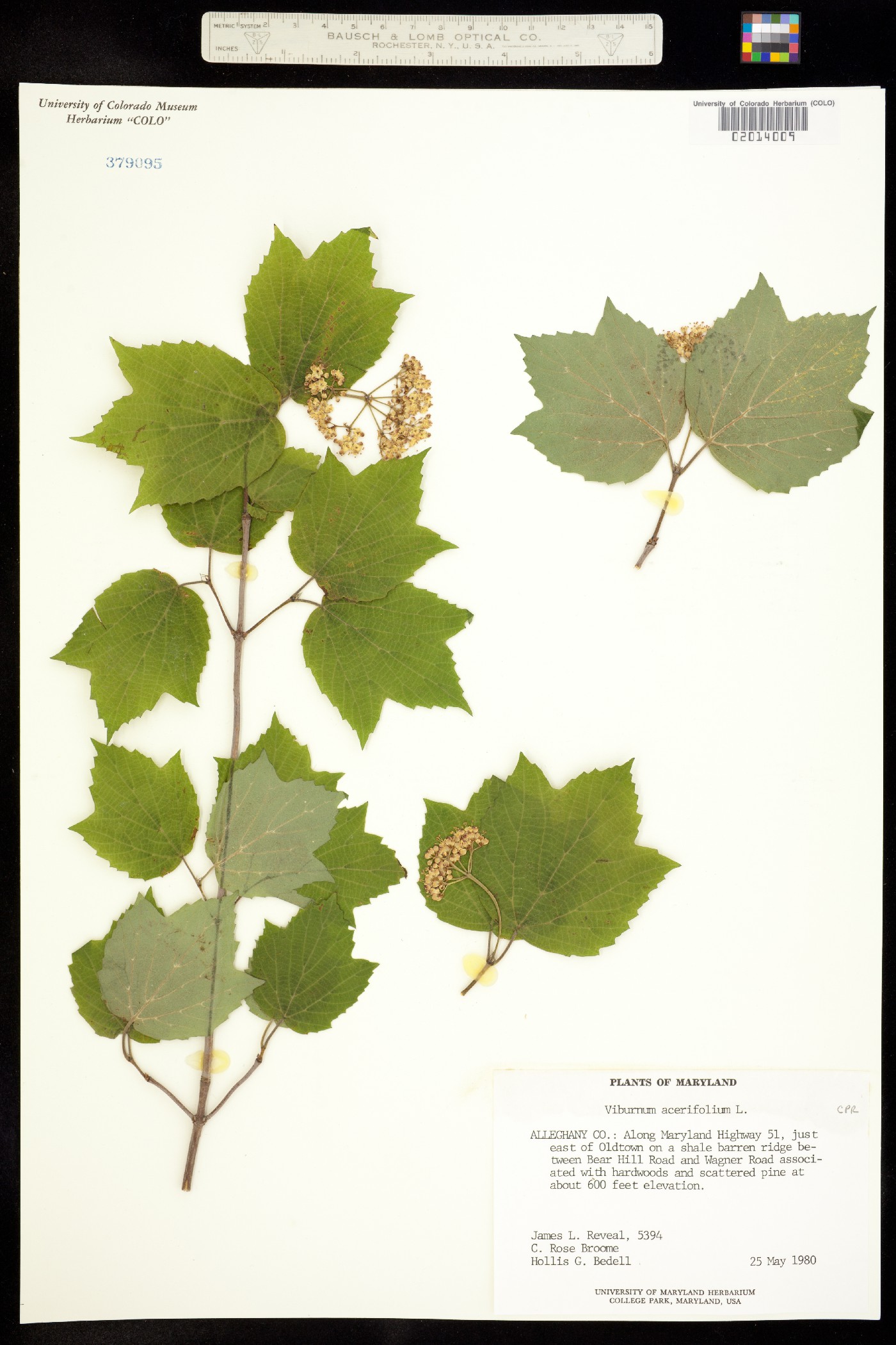 Viburnum acerifolium image