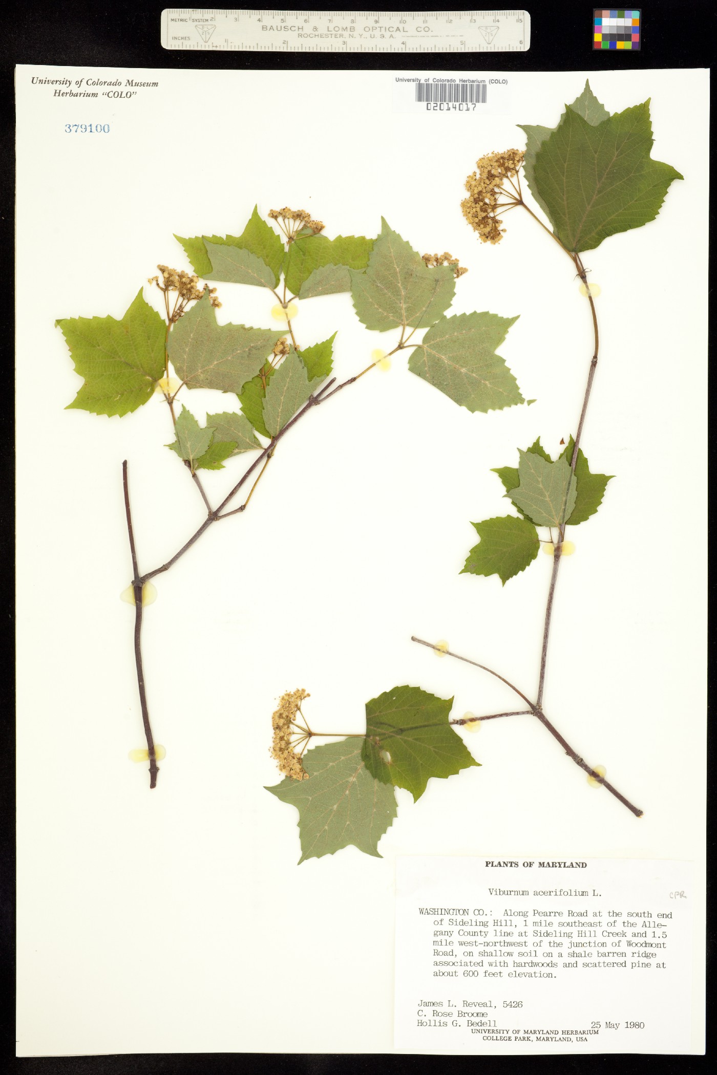 Viburnum acerifolium image