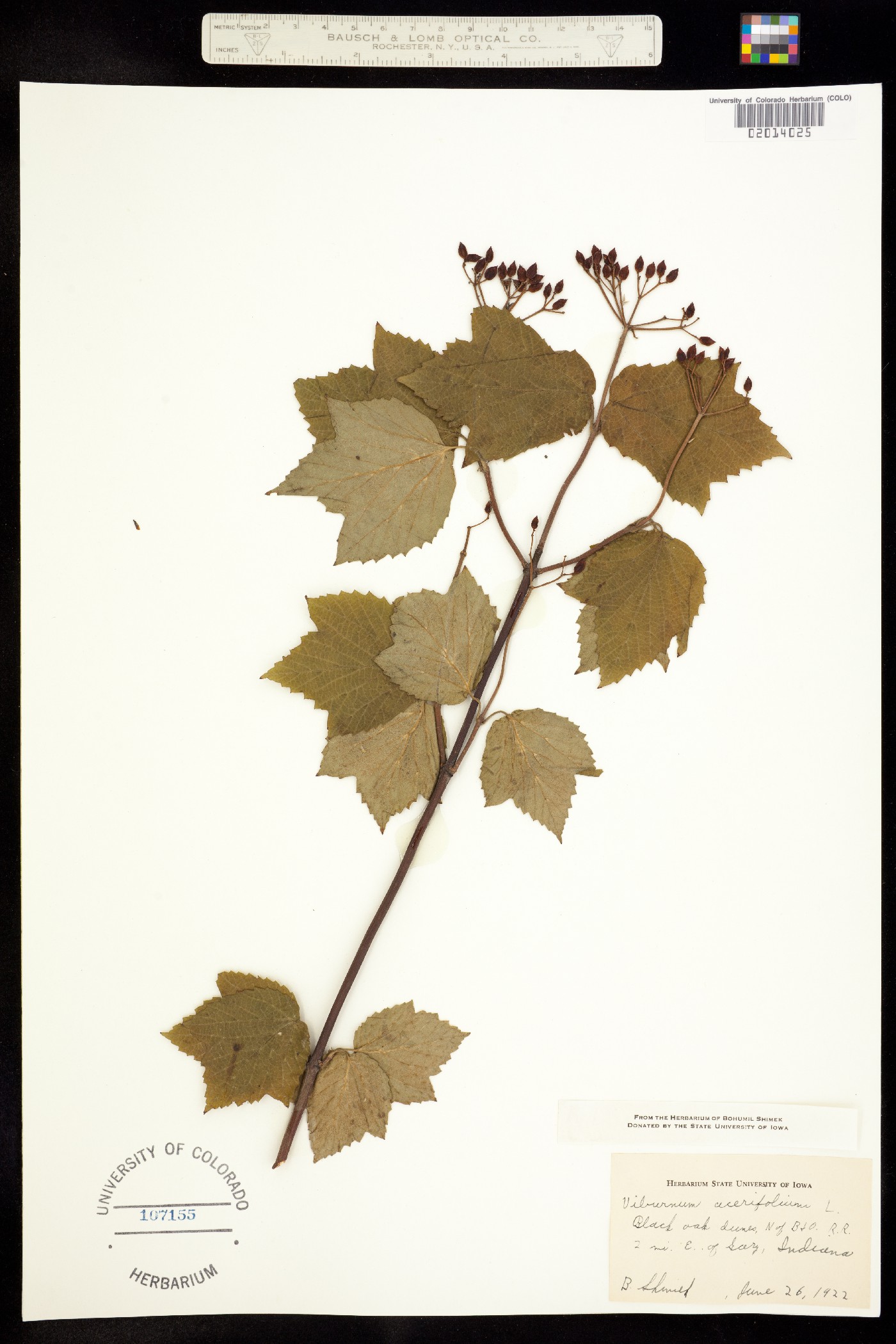 Viburnum acerifolium image