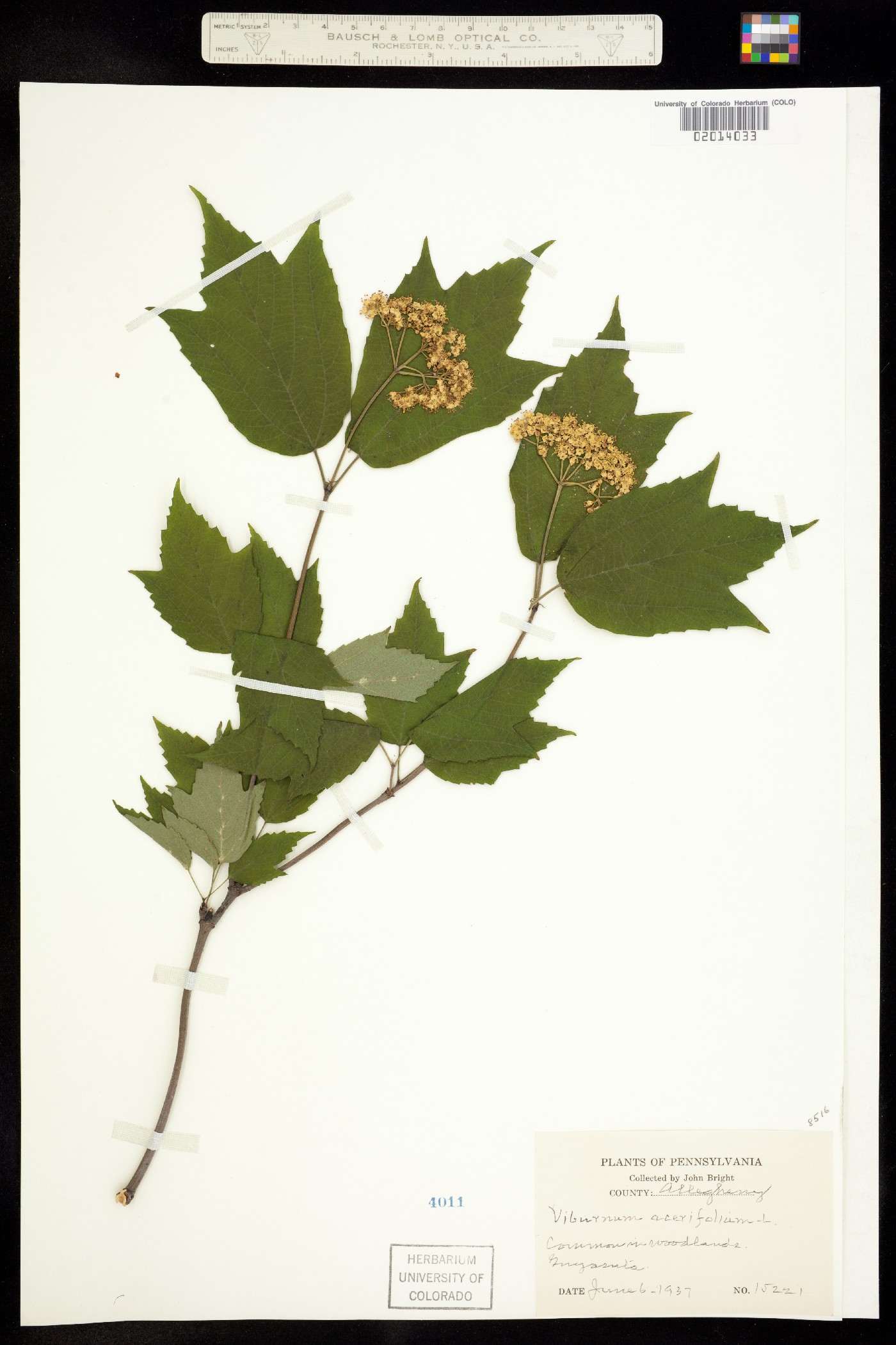 Viburnum acerifolium image