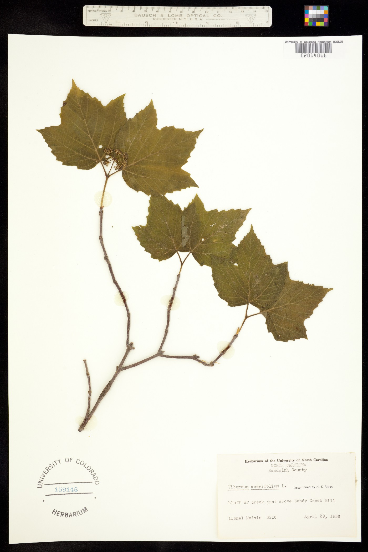 Viburnum acerifolium image