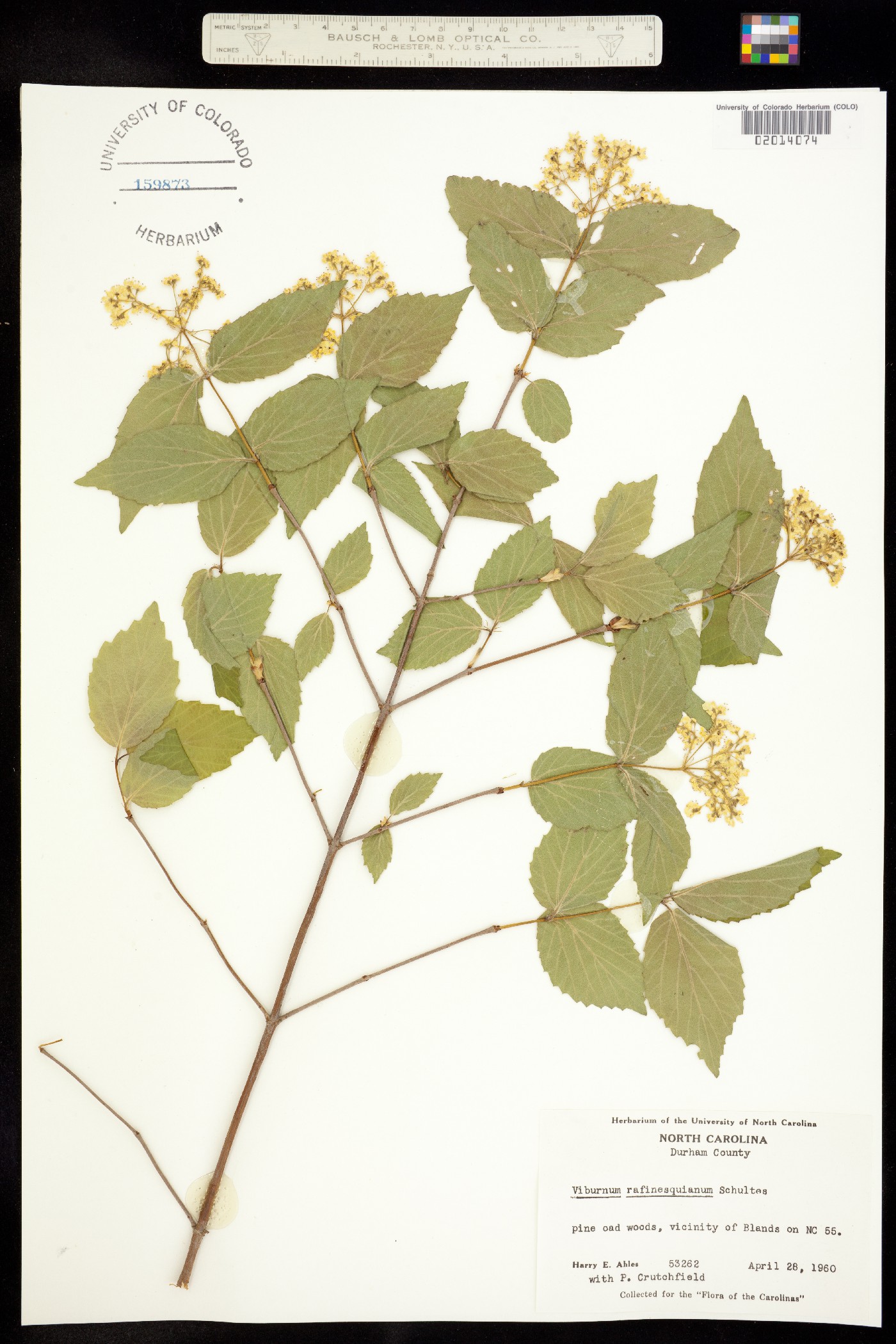 Viburnum rafinesqueanum image