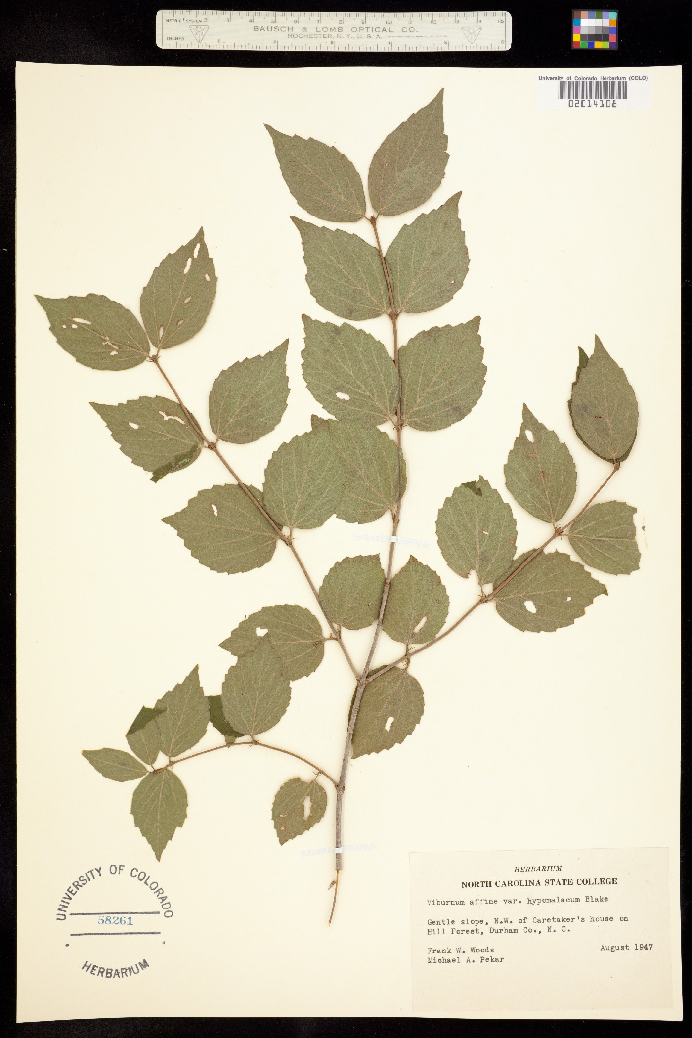 Viburnum rafinesqueanum var. affine image