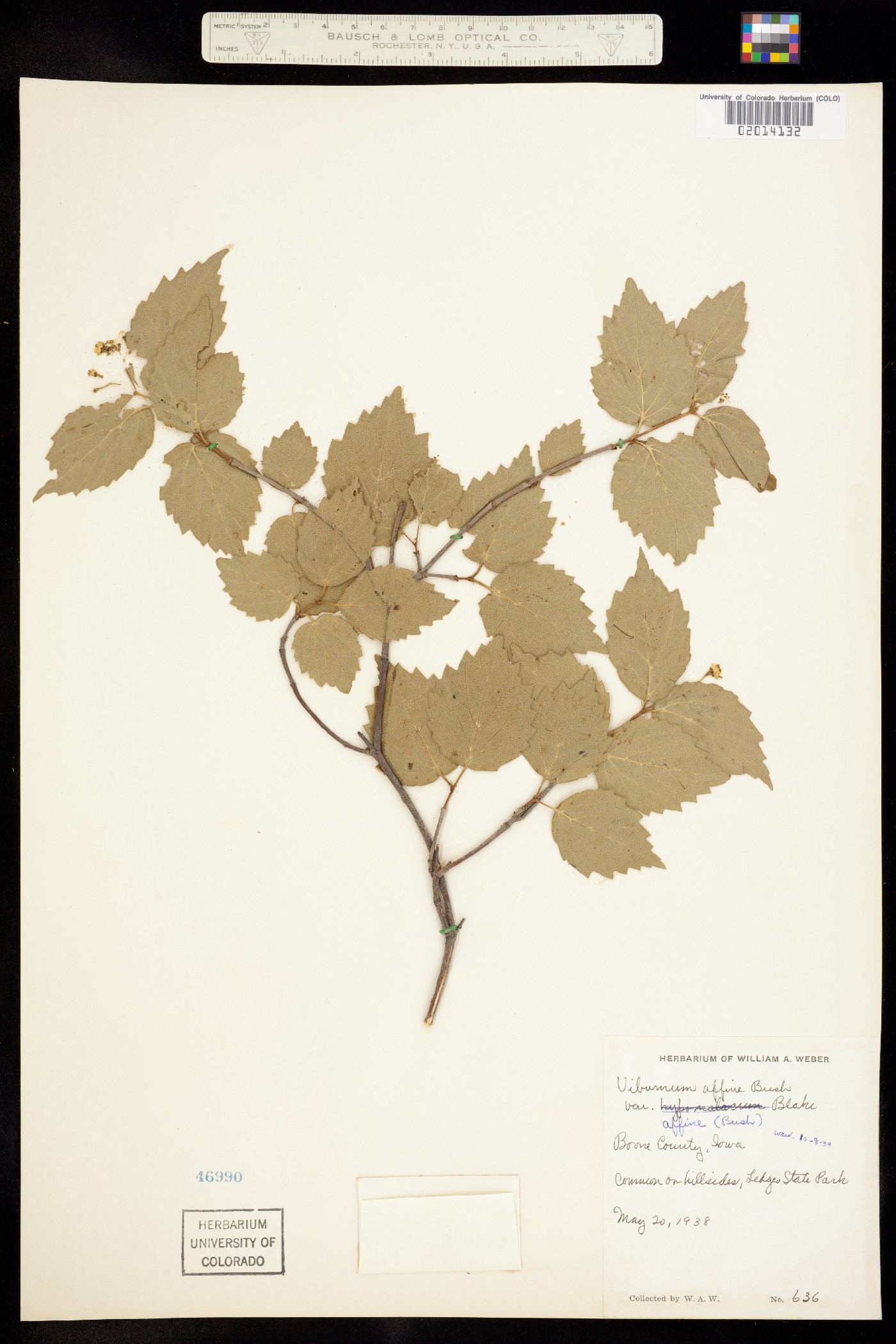 Viburnum image