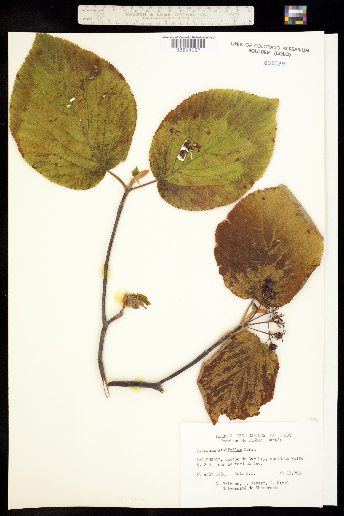 Viburnum lantanoides image