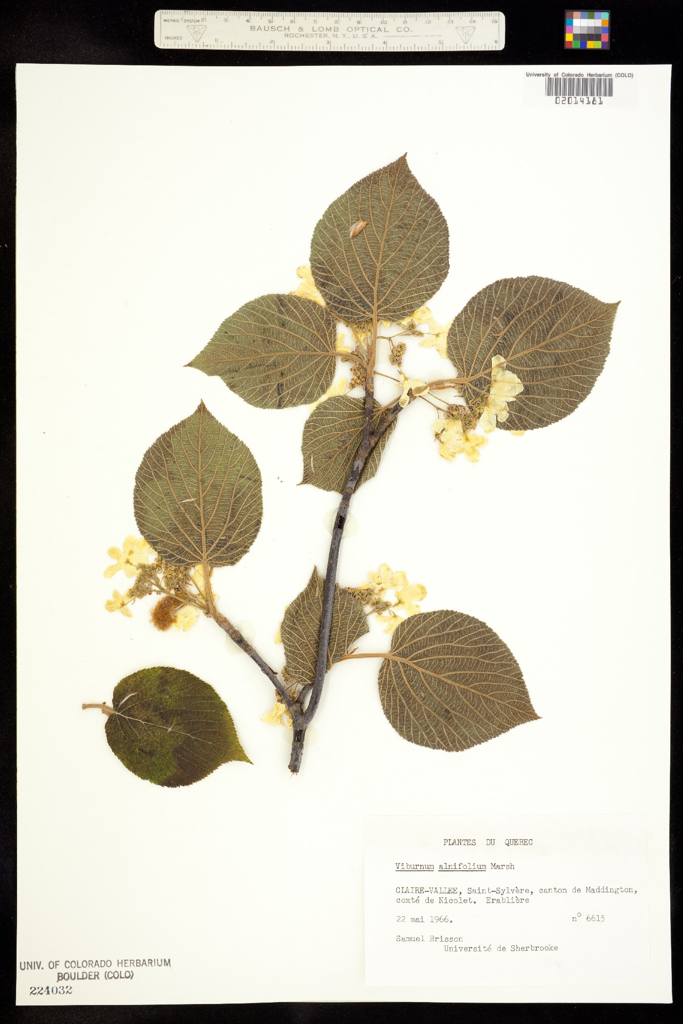 Viburnum lantanoides image