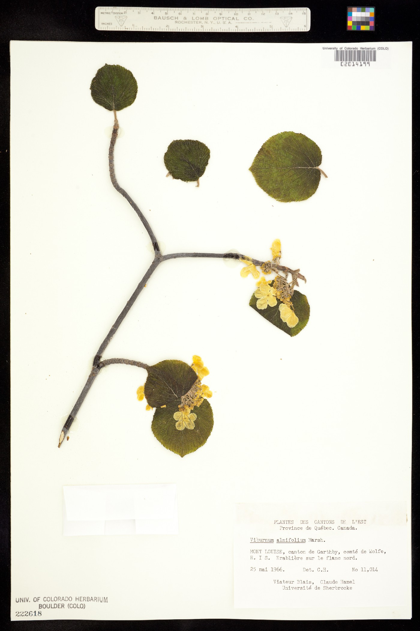 Viburnum lantanoides image