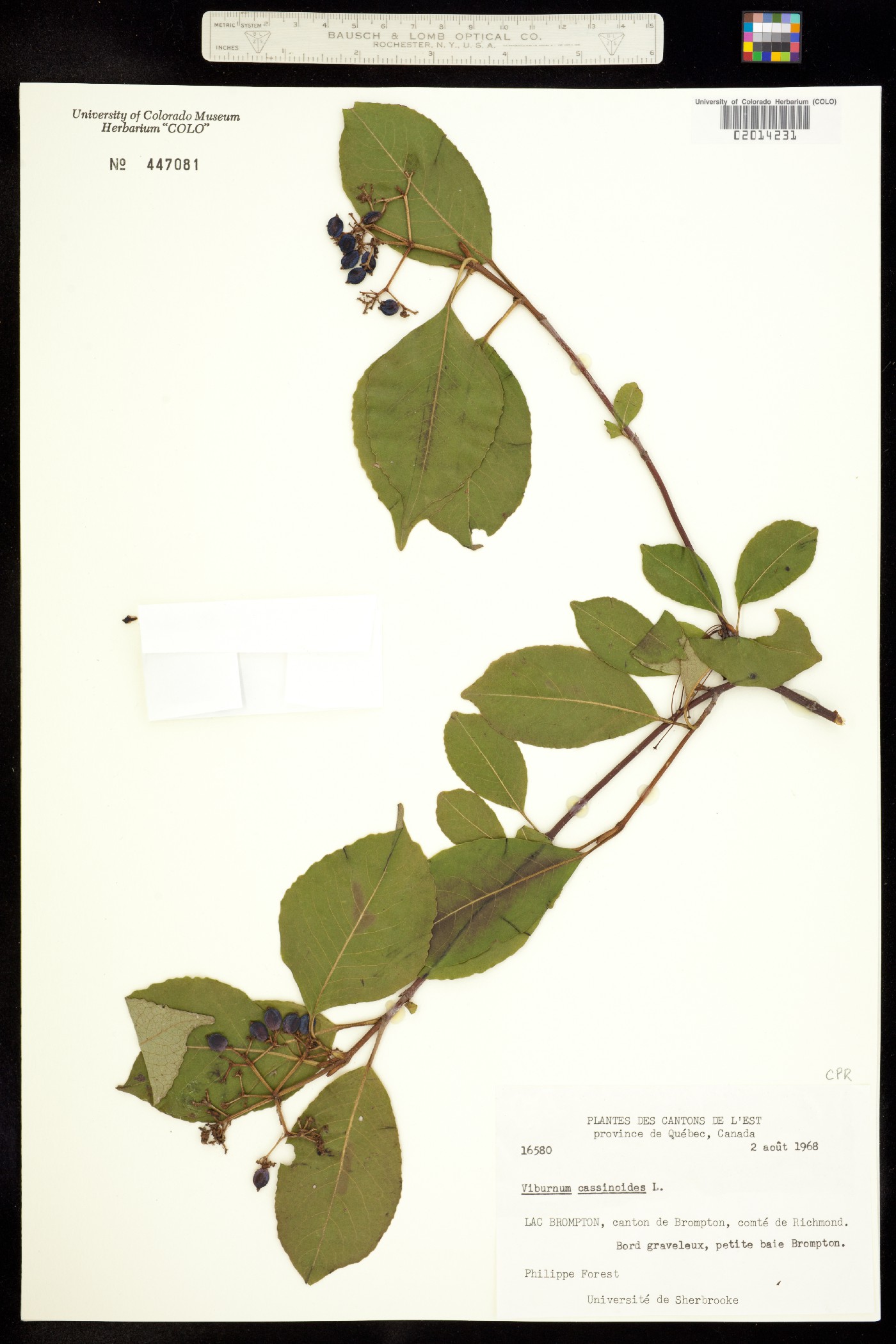 Viburnum nudum image