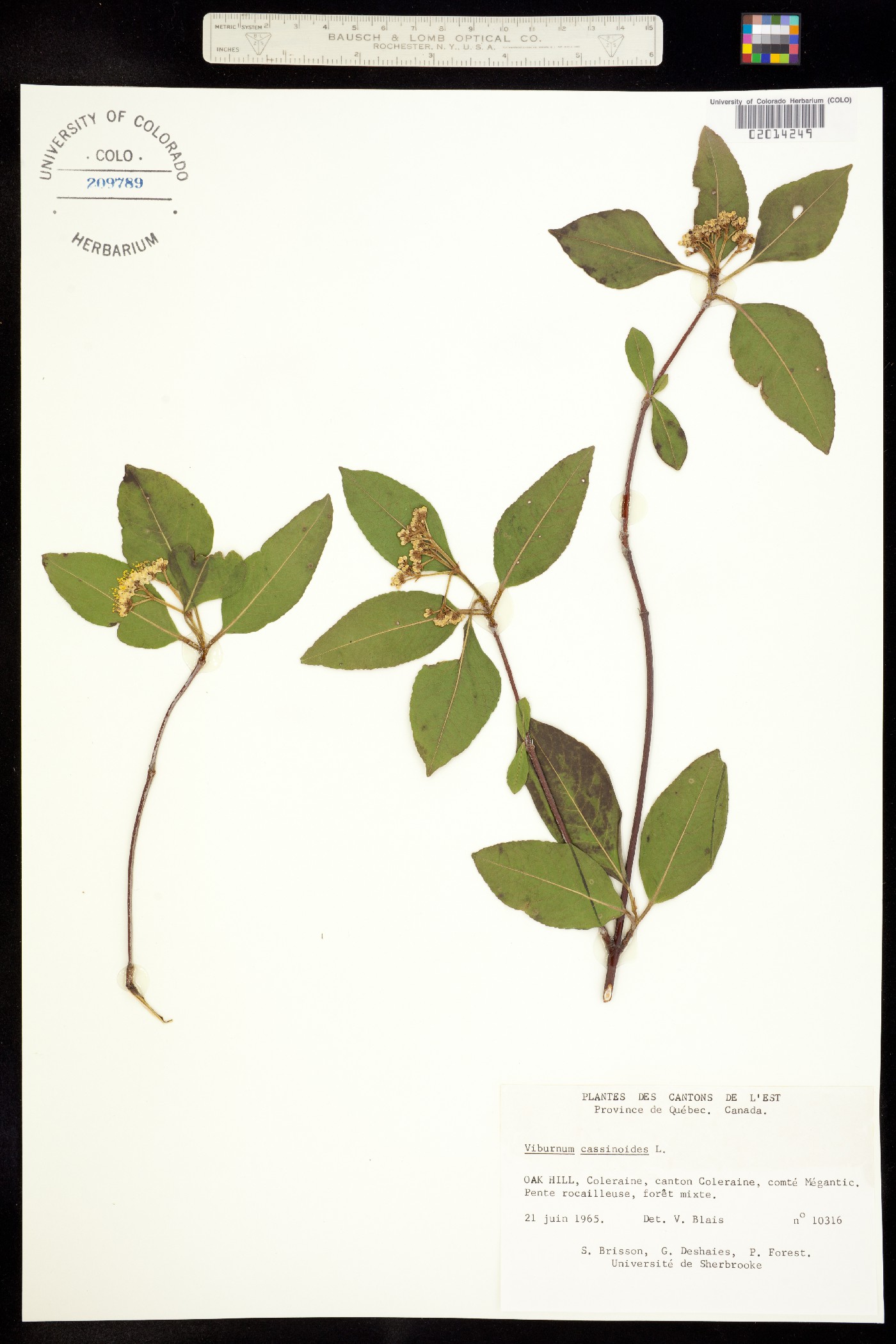 Viburnum nudum var. cassinoides image