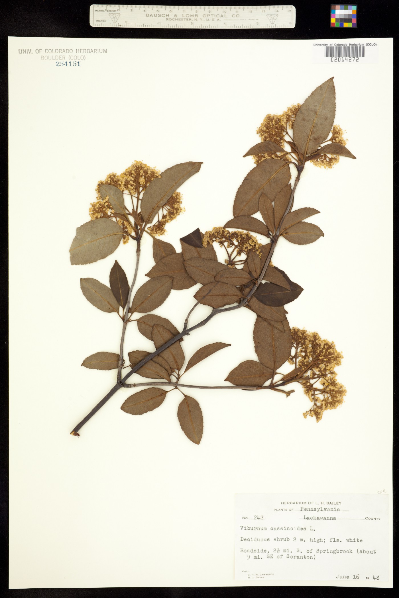 Viburnum nudum image
