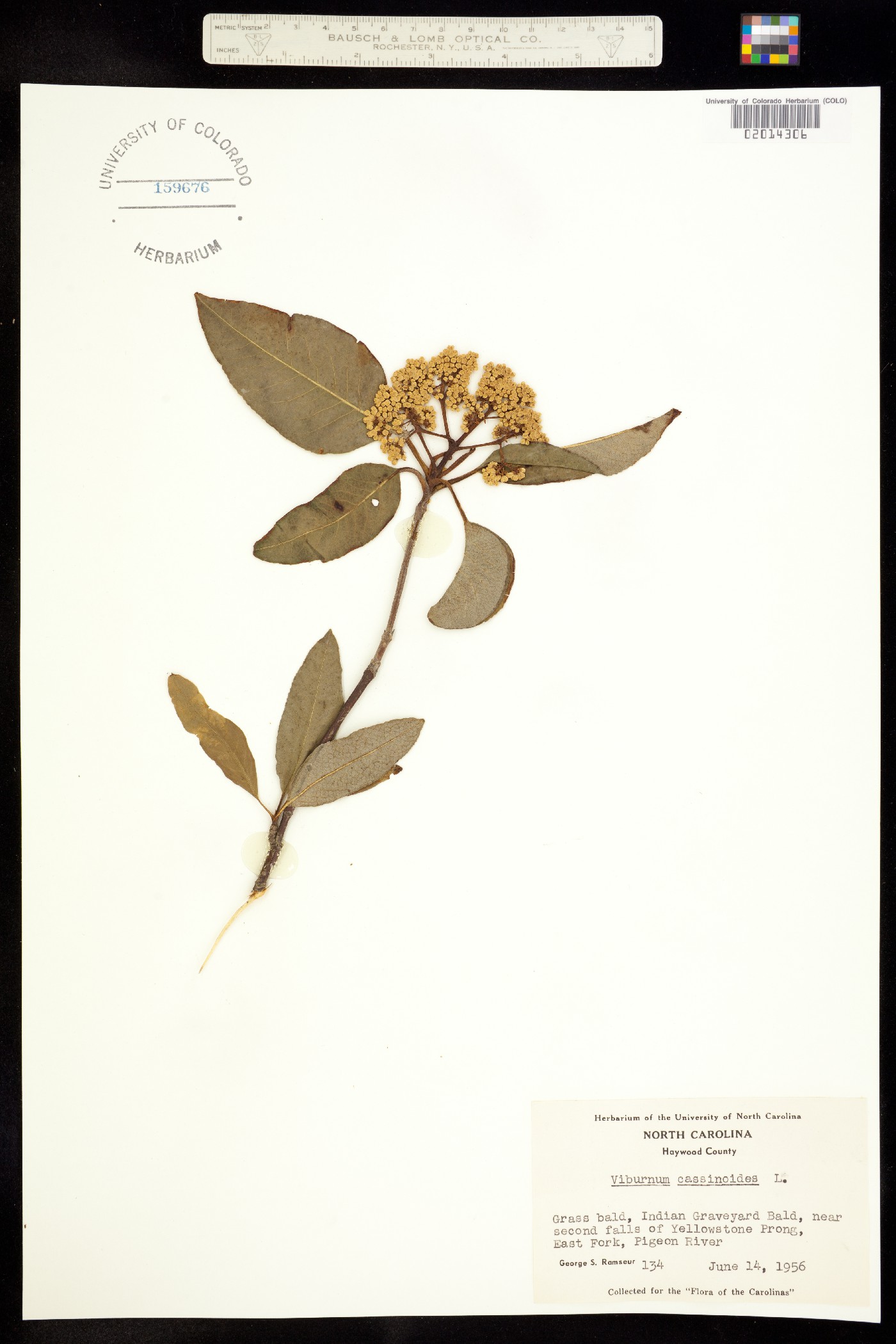 Viburnum nudum var. cassinoides image