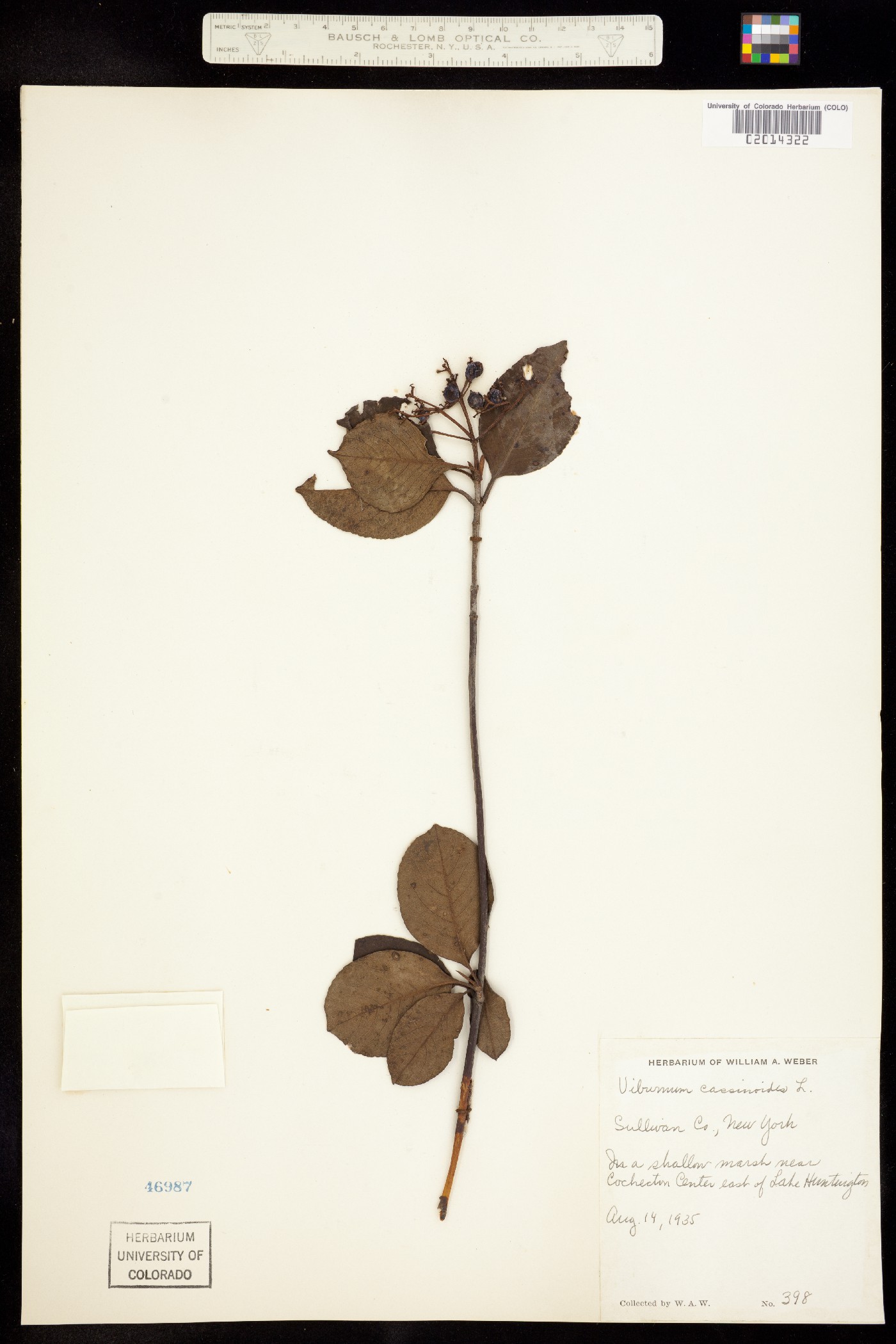 Viburnum nudum image
