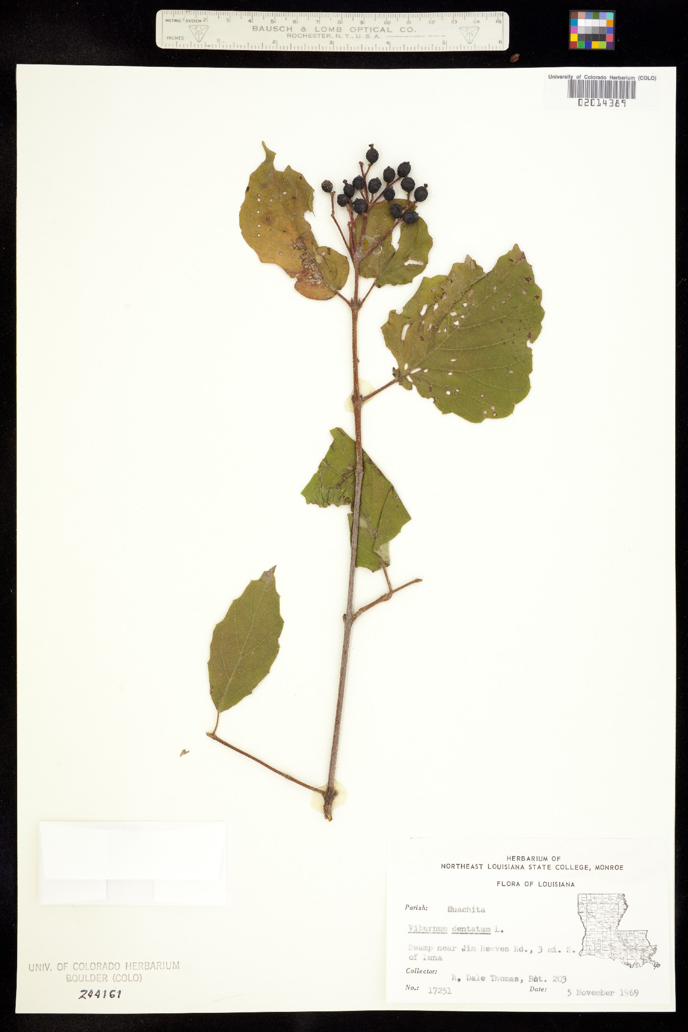 Viburnum dentatum image