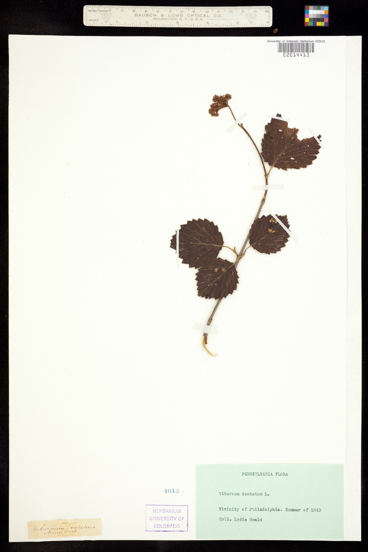 Viburnum image