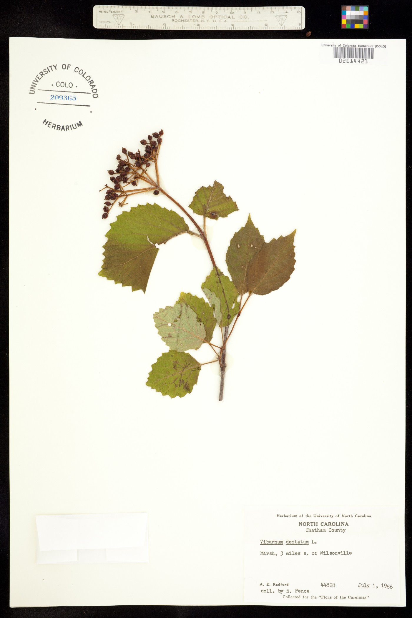 Viburnum dentatum image