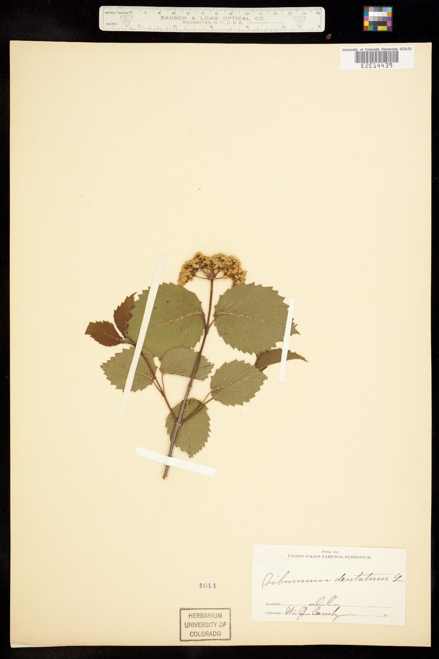 Viburnum dentatum image