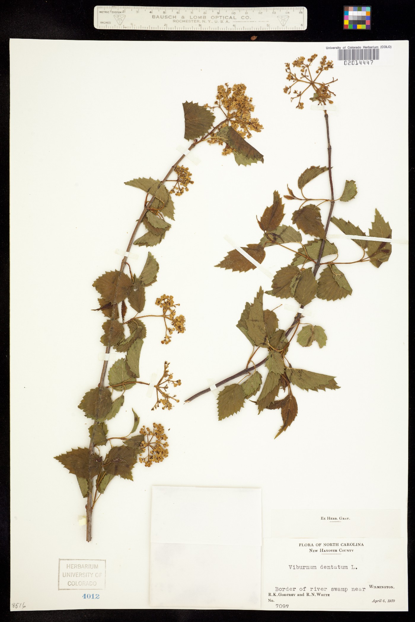 Viburnum dentatum image