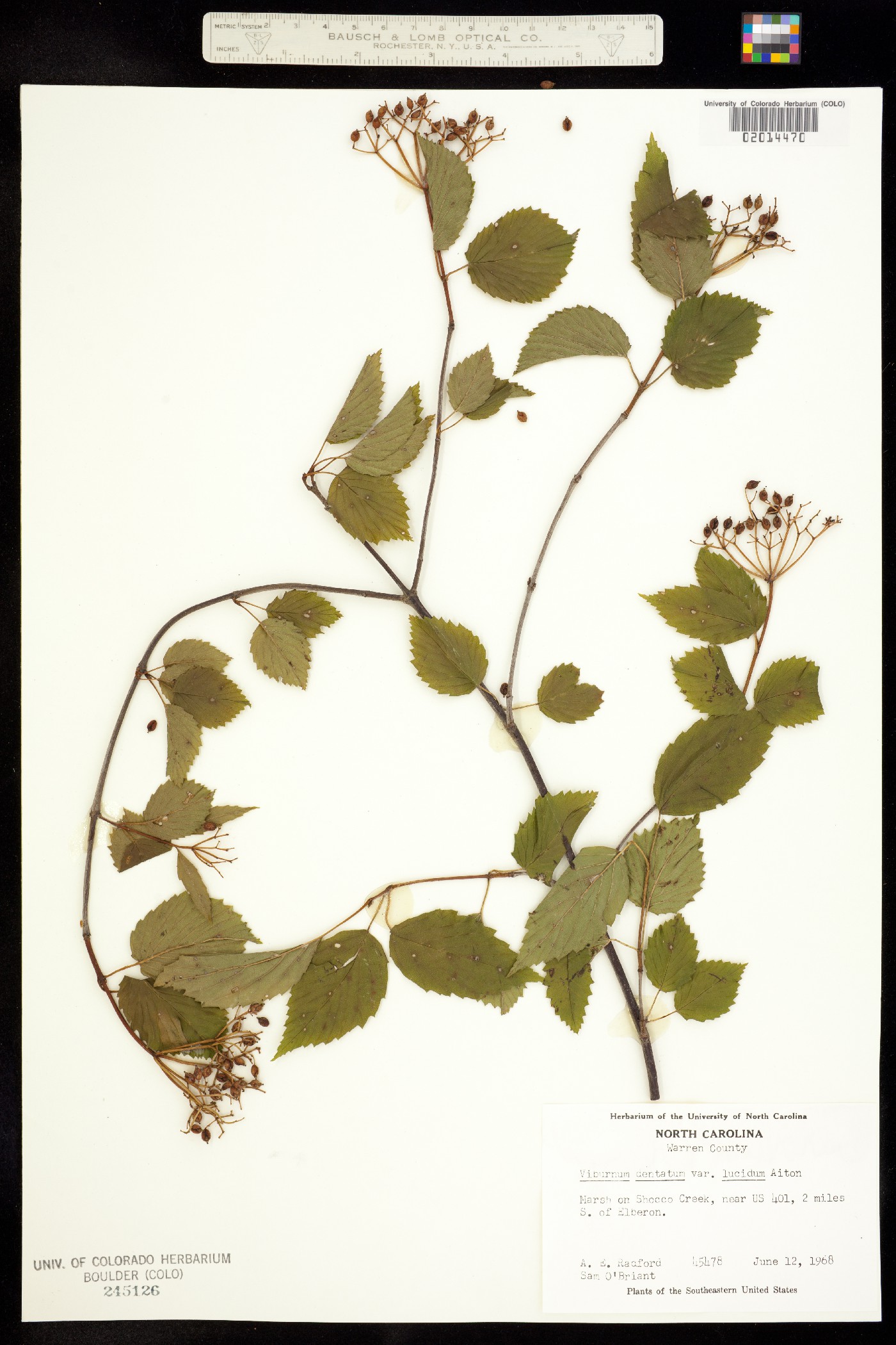Viburnum dentatum image