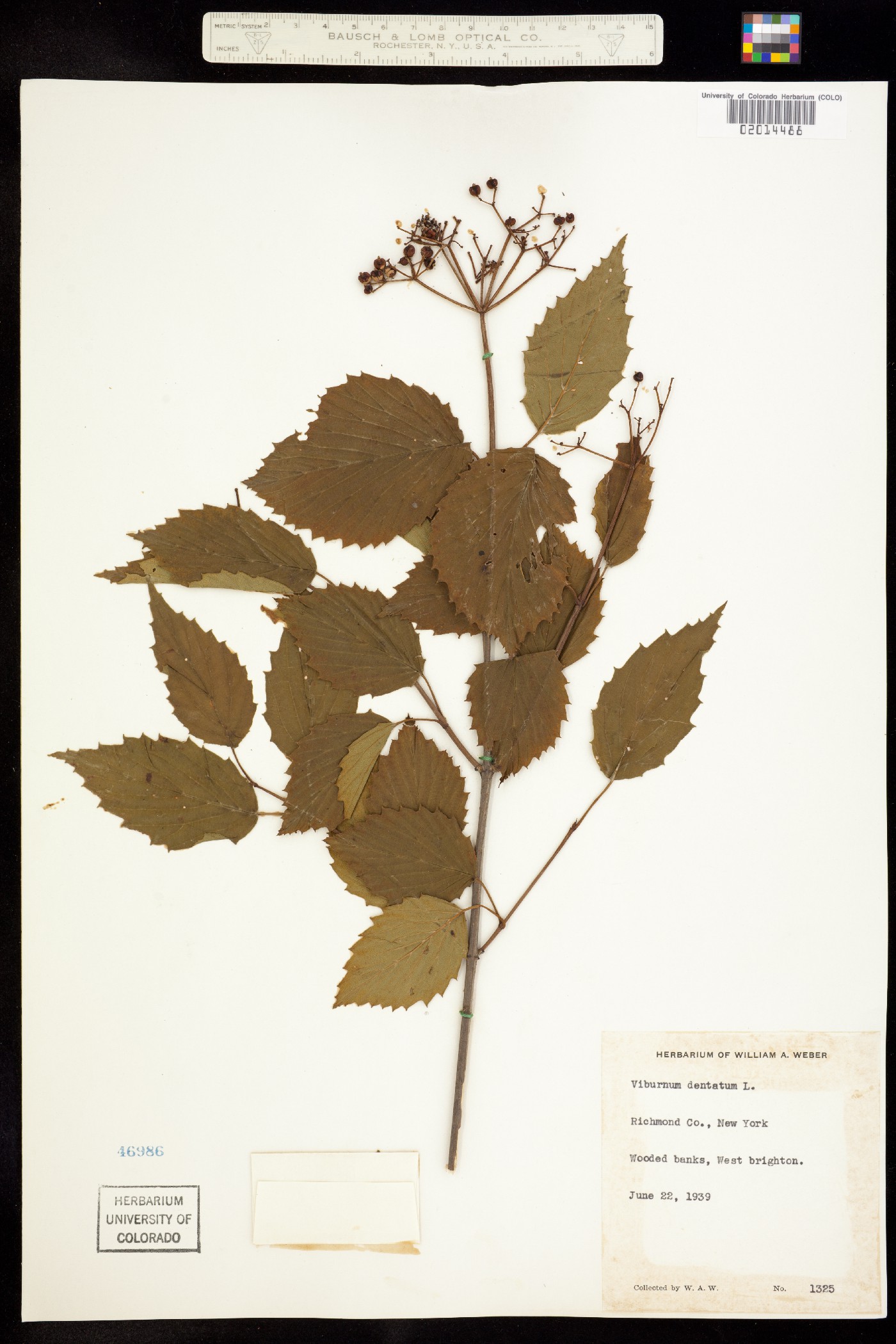 Viburnum dentatum image
