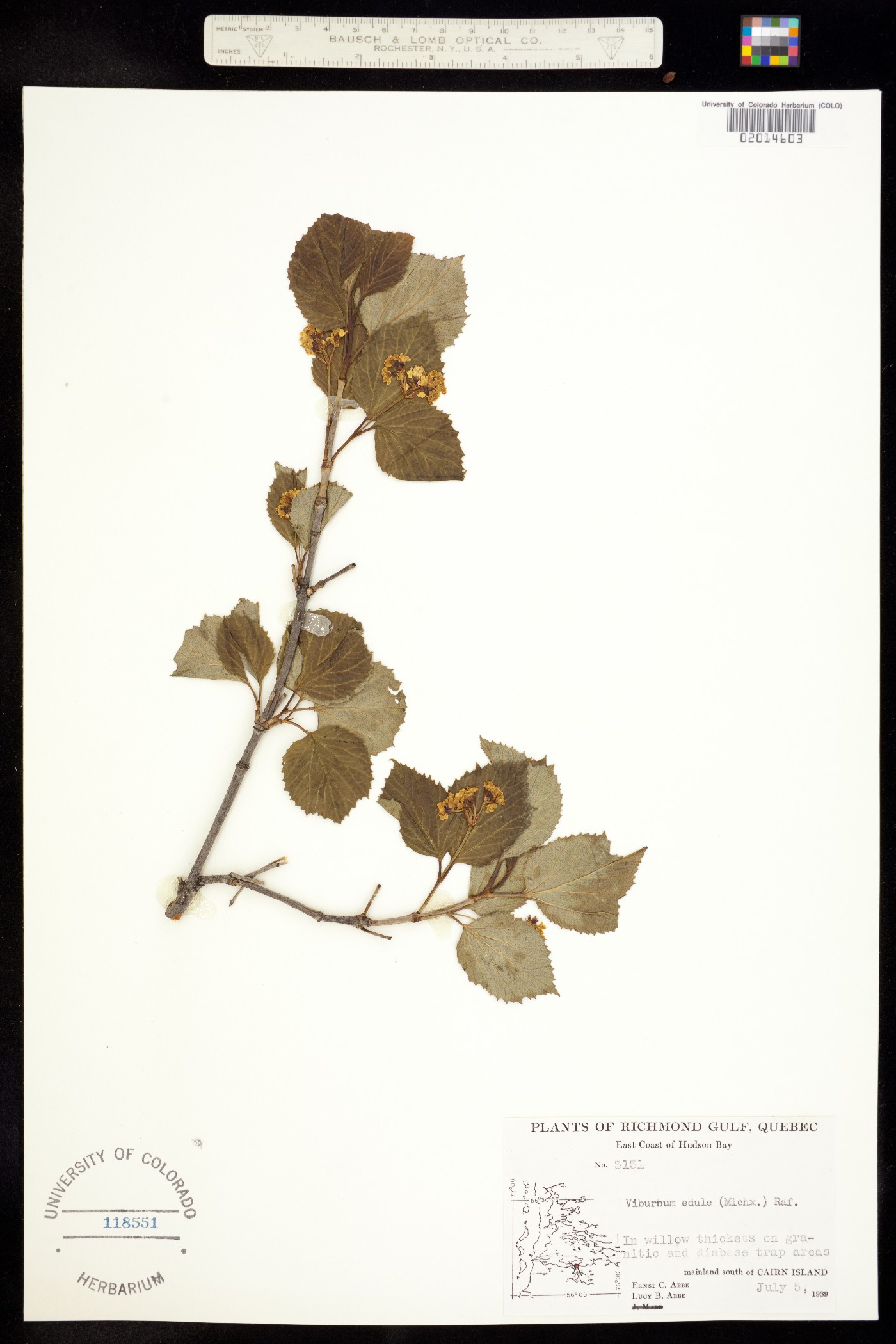 Viburnum edule image