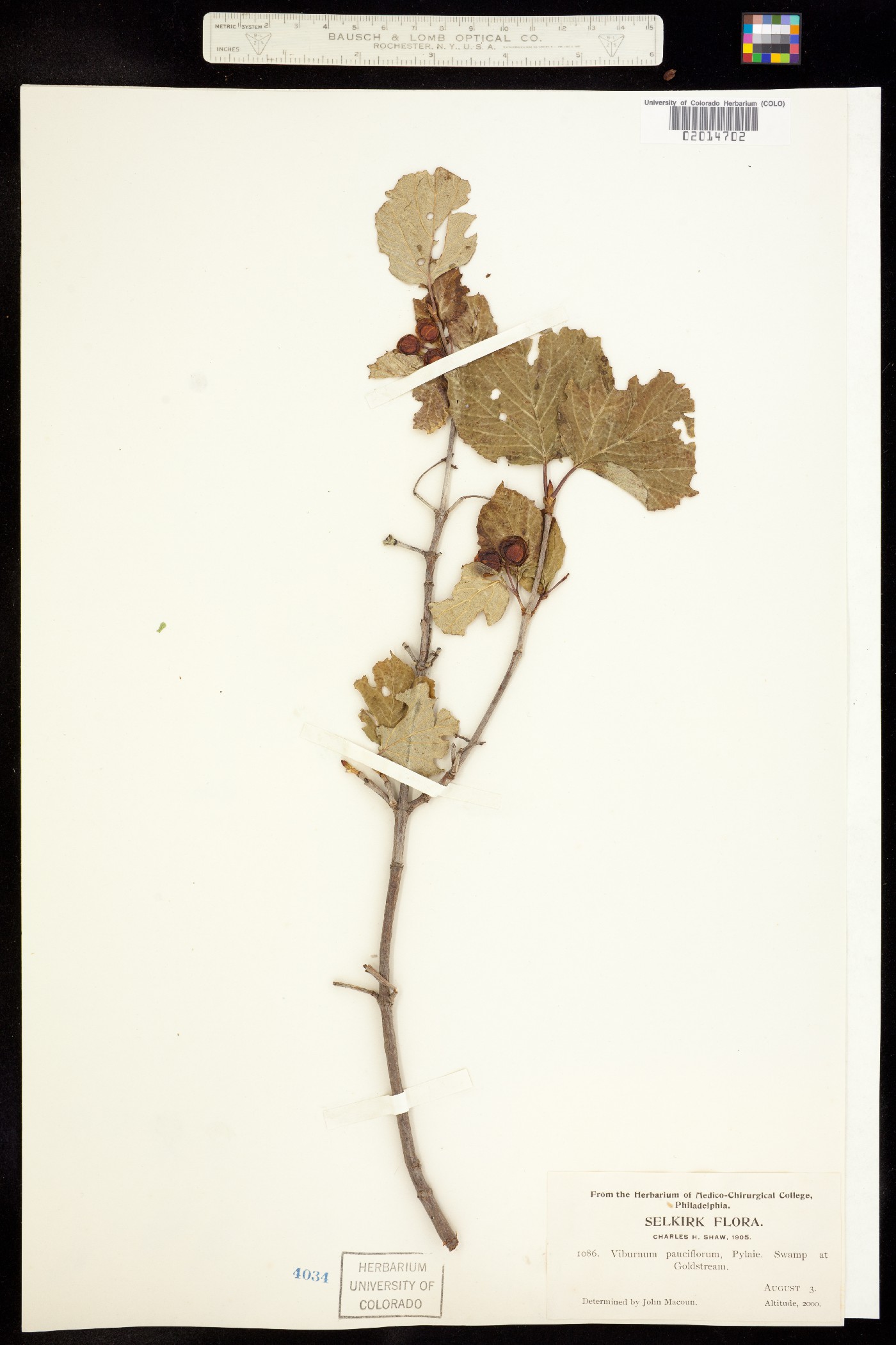 Viburnum edule image