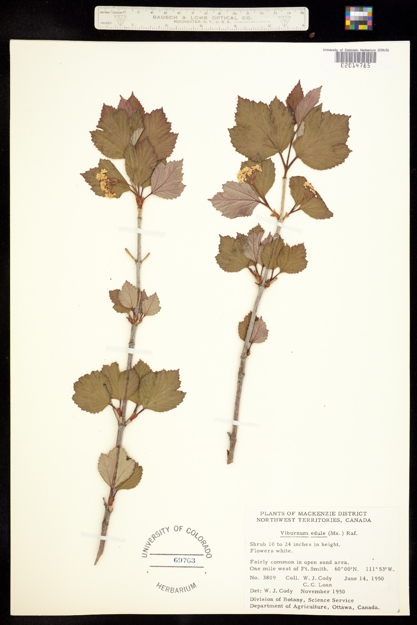 Viburnum edule image