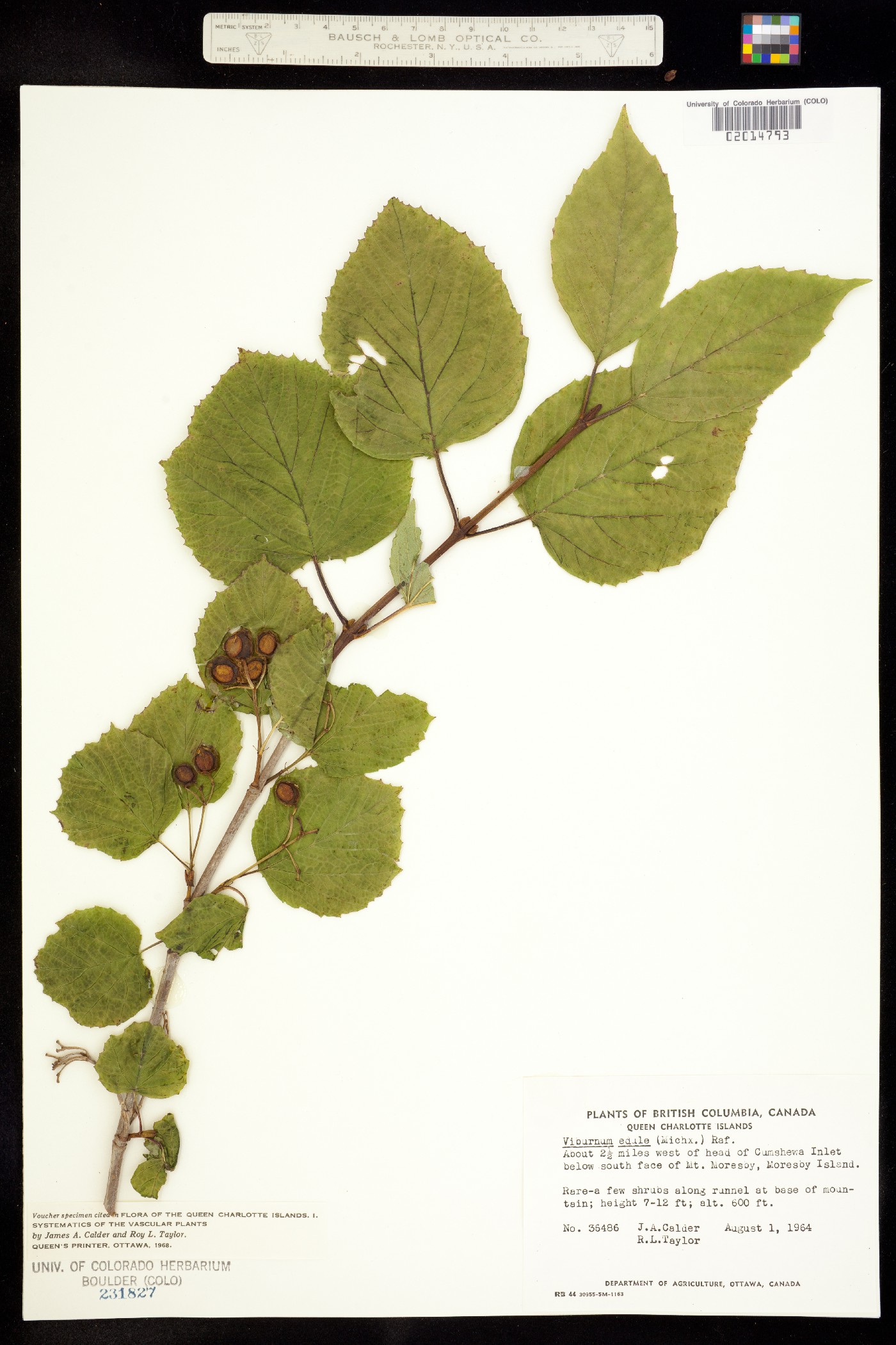 Viburnum edule image