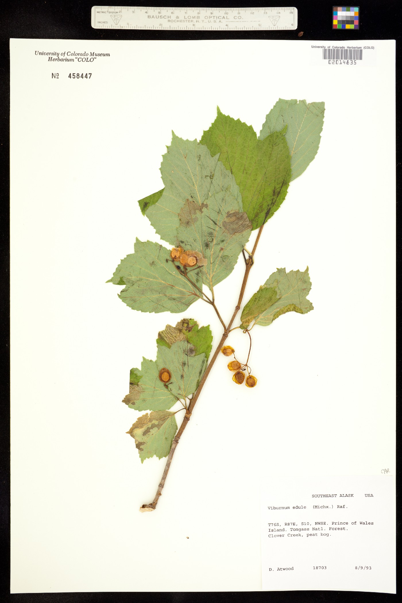 Viburnum edule image
