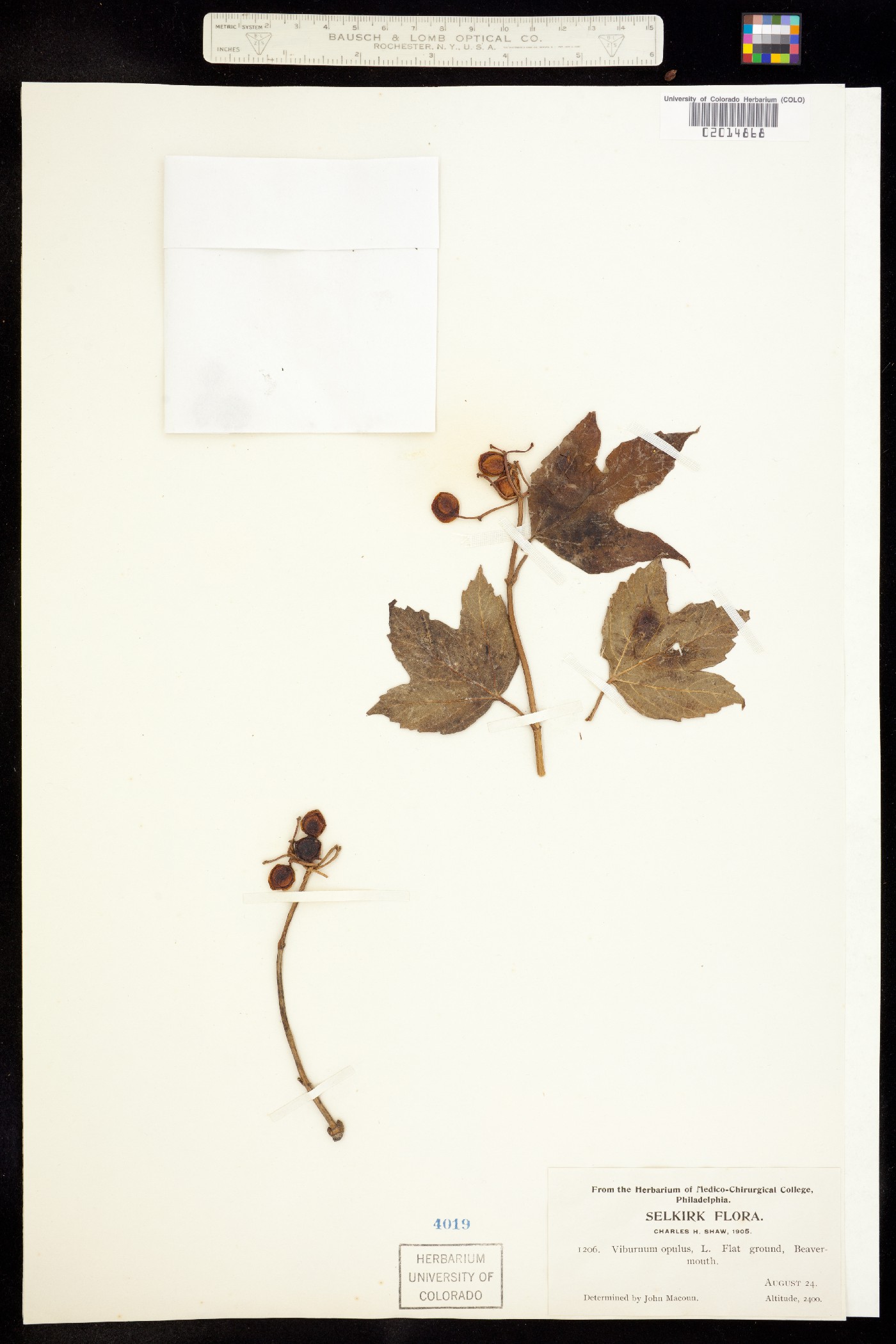 Viburnum edule image