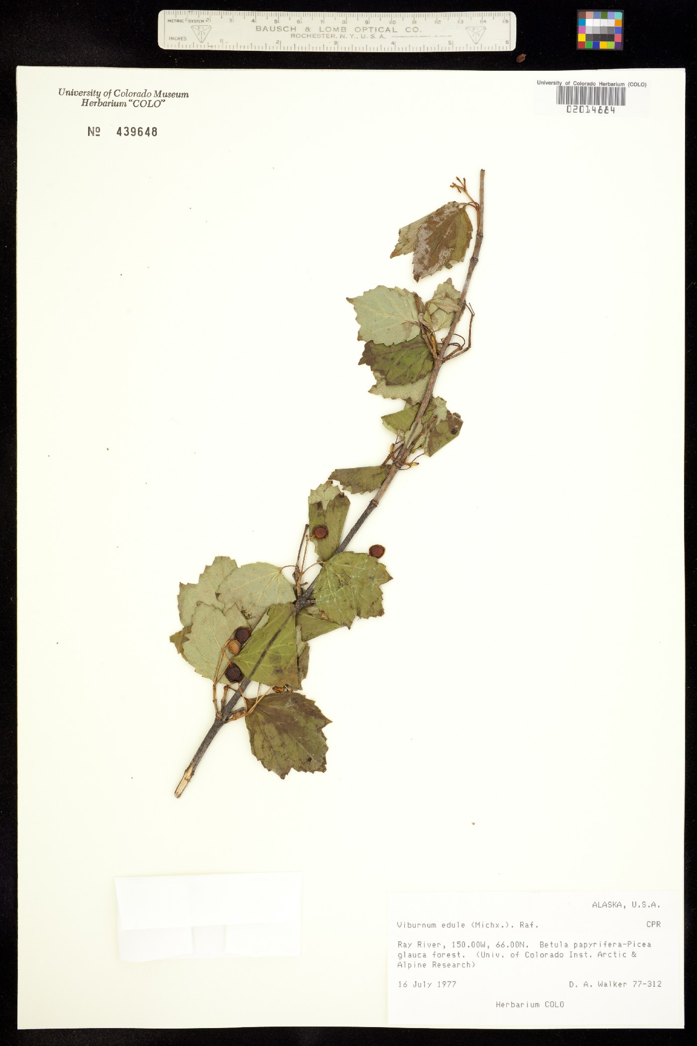 Viburnum edule image