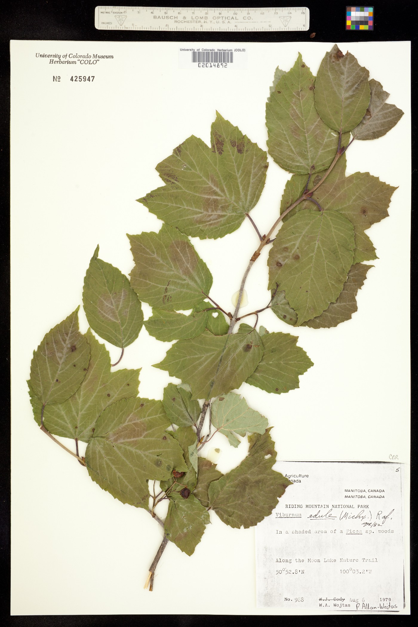 Viburnum edule image