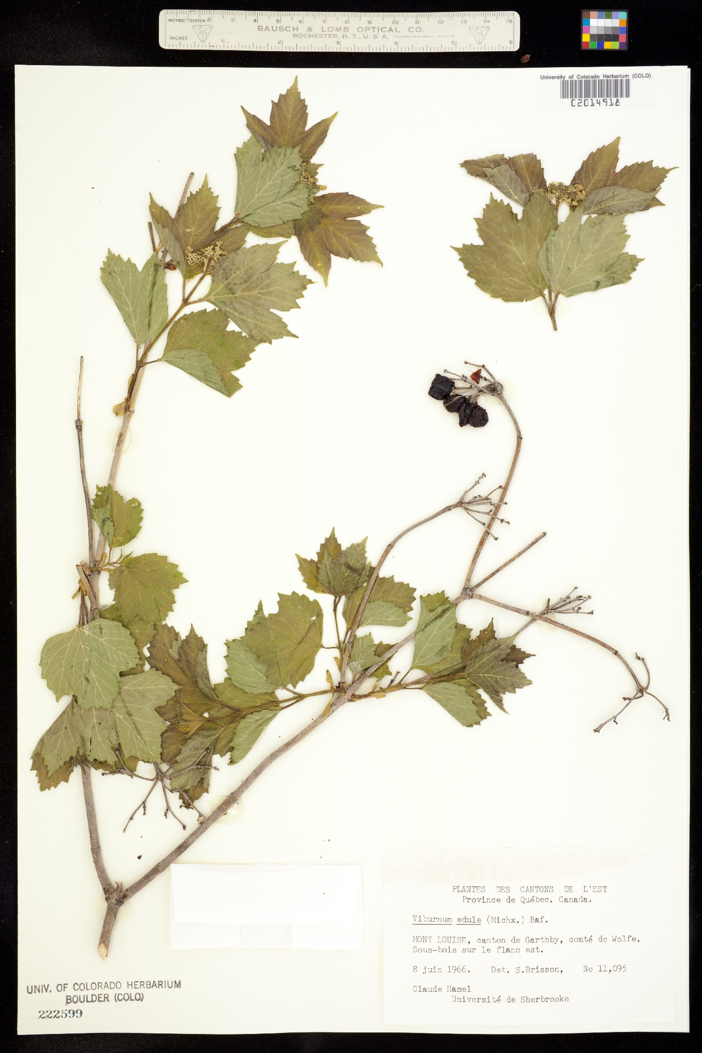 Viburnum edule image