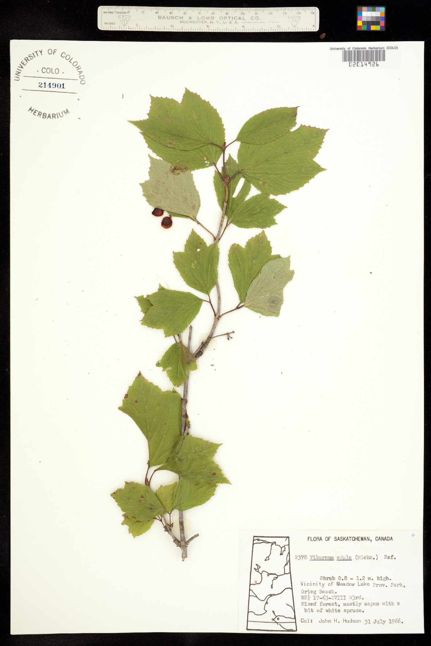 Viburnum edule image