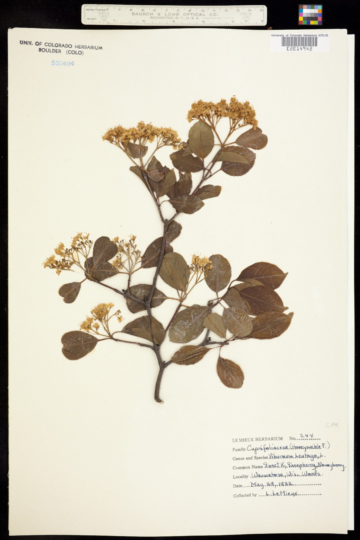 Viburnum lentago image