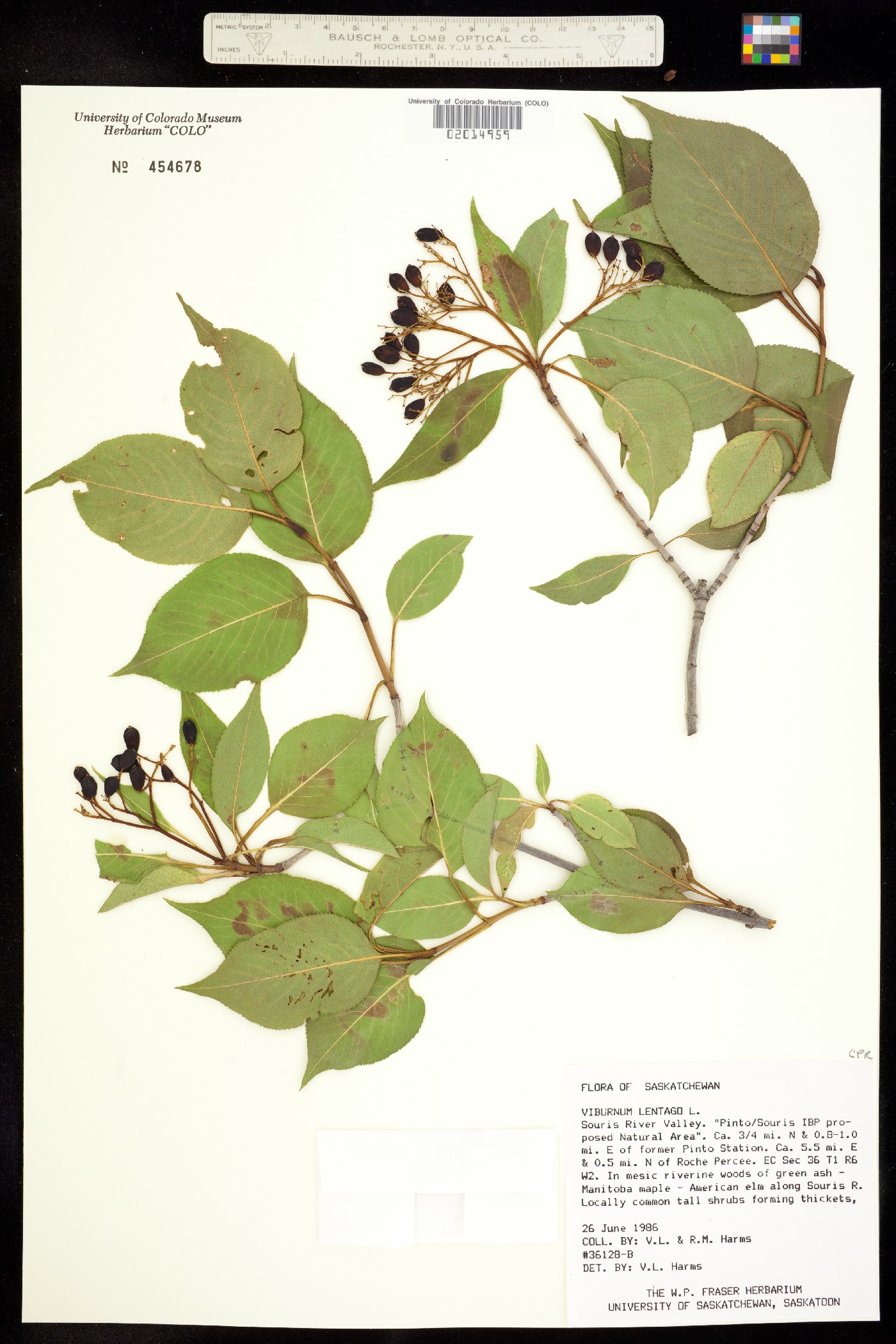 Viburnum lentago image